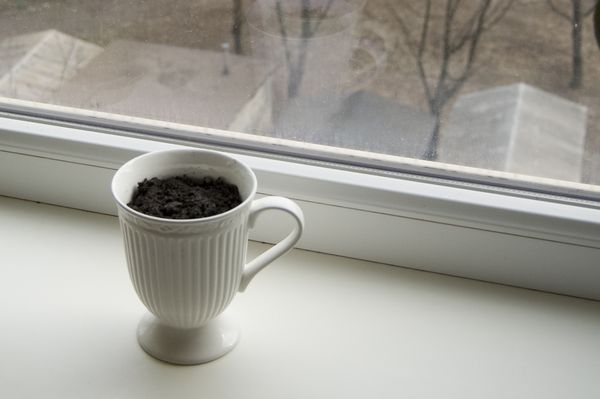 Cultivo de rúcula em condições de casa