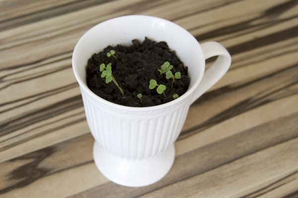 Cultivo de rúcula em condições de casa