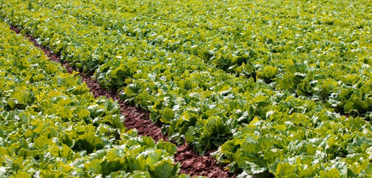 Crescente salada em teoria e prática, conselhos úteis e recomendações