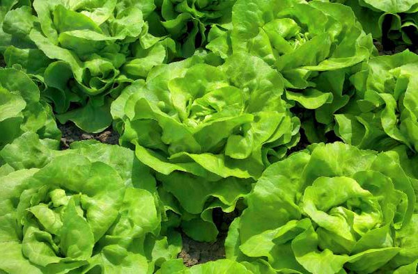 Crescente salada em teoria e prática, conselhos úteis e recomendações