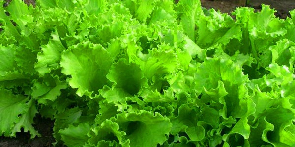 Crescente salada em teoria e prática, conselhos úteis e recomendações