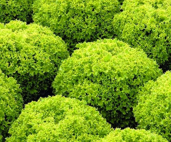 Crescente salada em teoria e prática, conselhos úteis e recomendações