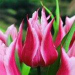 Cultivo de tulipas no jardim