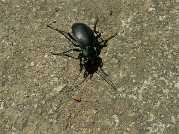 Controle de pragas no jardim