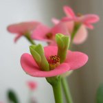 Plantas de casa tóxicas