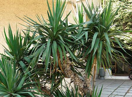 Yucca em casa: cuidado e reprodução