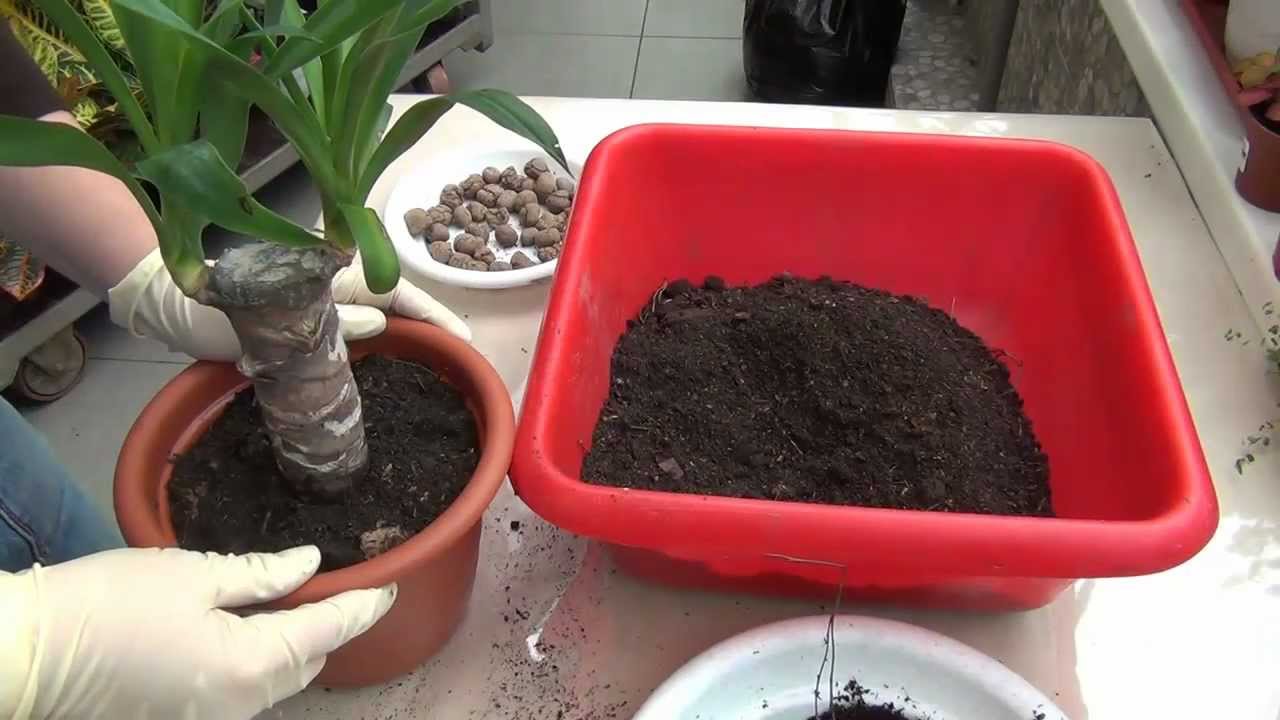 Yucca em casa: cuidado e reprodução