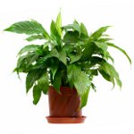 Doenças de plantas causadas por bactérias