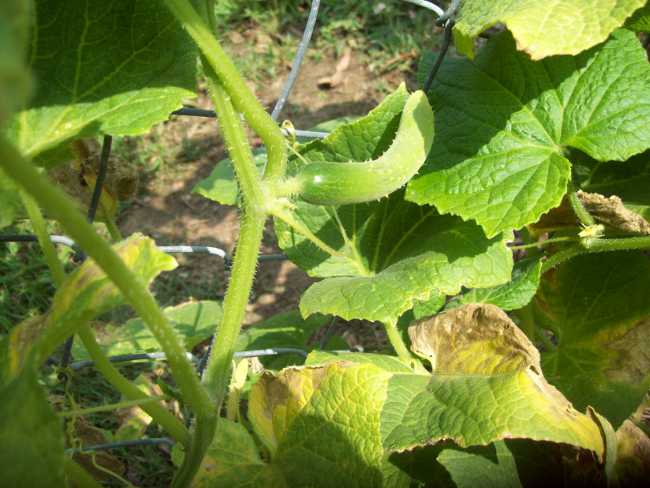 As folhas ficam amarelas com pepino As folhas ficam amarelas com pepino