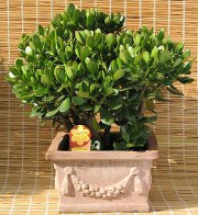Escritório do Feng Shui