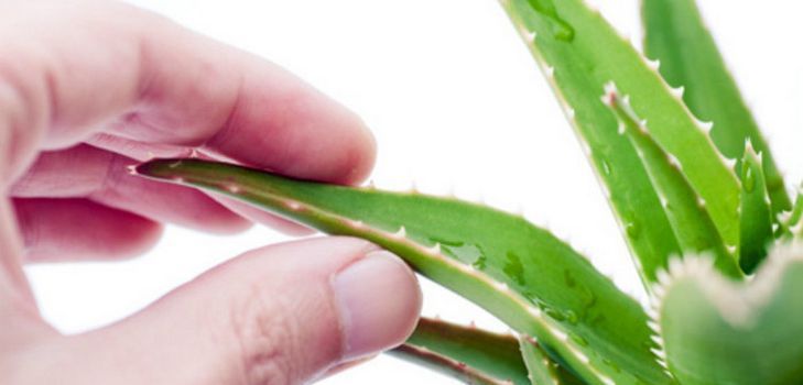 Várias máscaras faciais e cabelos de aloe
