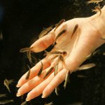 Ichthyomassage: pedicure com peixe Ichthyomassage: pedicure com peixe