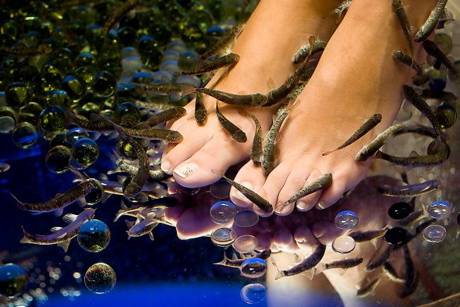 Ichthyomassage: pedicure com peixe