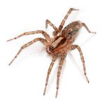 Medo das aranhas: livrar-se da fobia