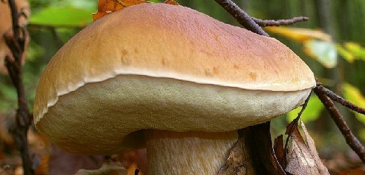 Cogumelo branco: descrição, características dos locais de crescimento