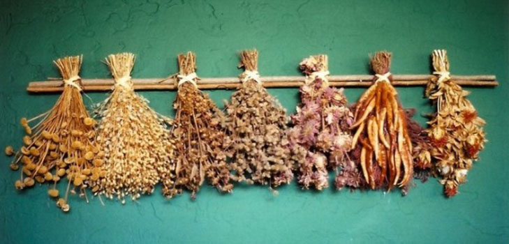 Estas plantas protegerão você e sua casa do mal olho: amuletos de vegetais de deterioração