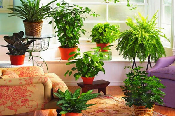 Estas plantas protegerão você e sua casa do mal olho: amuletos de vegetais de deterioração