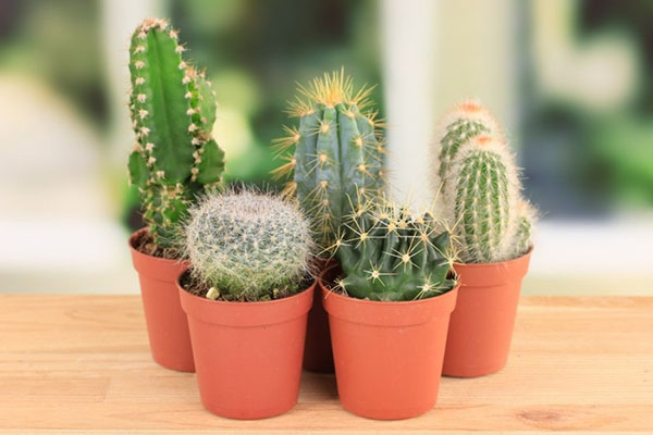 Estas plantas protegerão você e sua casa do mal olho: amuletos de vegetais de deterioração