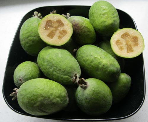 Feijoa - propriedades úteis, benefícios e danos da feijoa