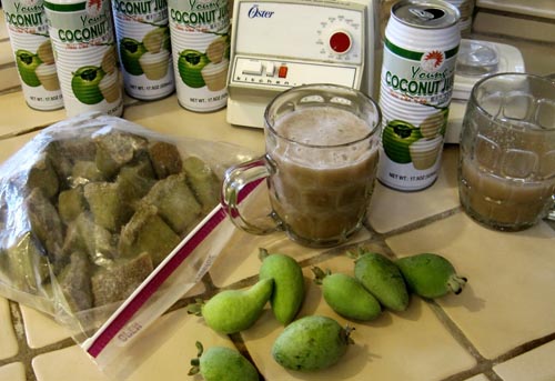 Feijoa - propriedades úteis, benefícios e danos da feijoa