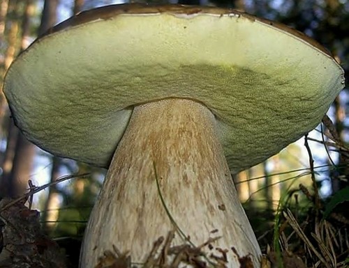 Quando e onde cultivar cogumelos brancos: conselhos para iniciantes de cogumelos