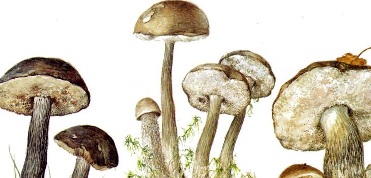 Mushroom podderozovik: descrição com foto