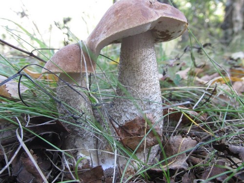 Mushroom podderozovik: descrição com foto