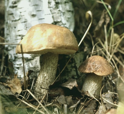 Mushroom podderozovik: descrição com foto