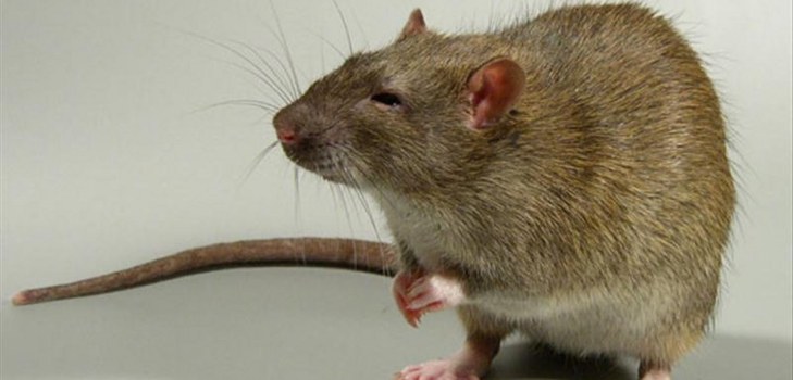 rato astúcia