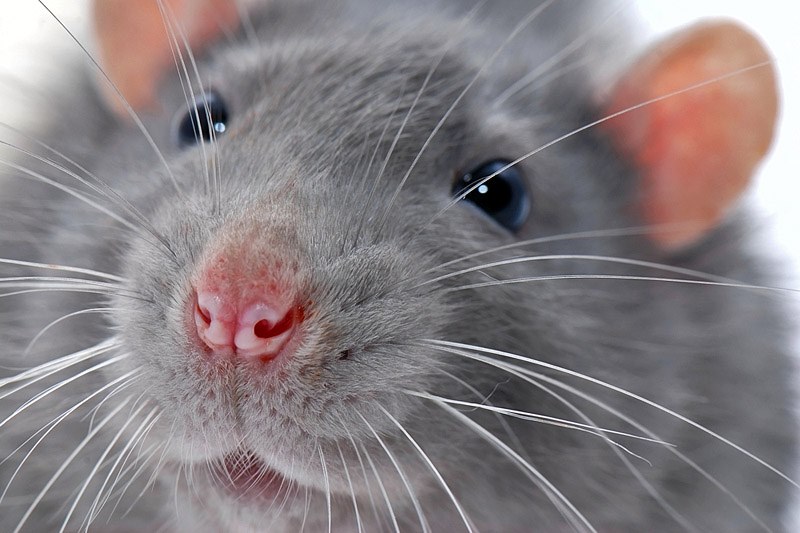 focinho parecido a um rato