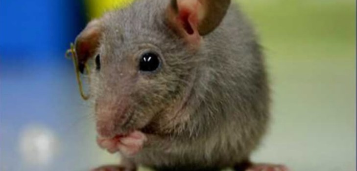 pequeno rato