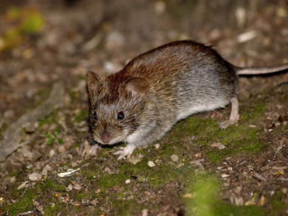 mouse rat