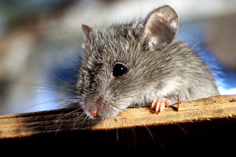pequeno rato