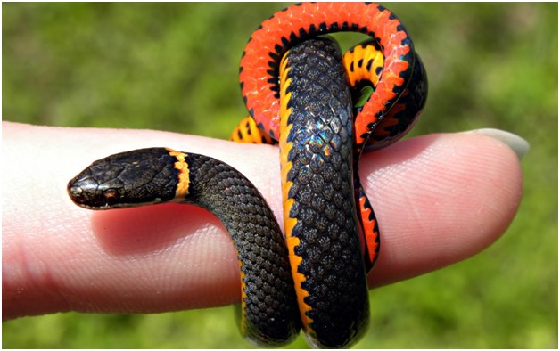 pequena cobra