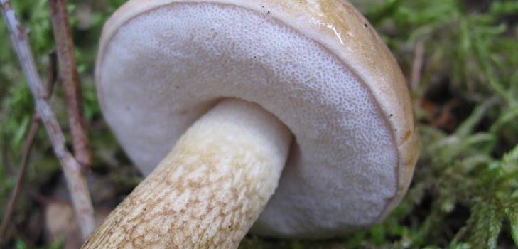 Abacaxi falso: foto e descrição