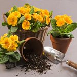 Como transplantar flores Como transplantar flores