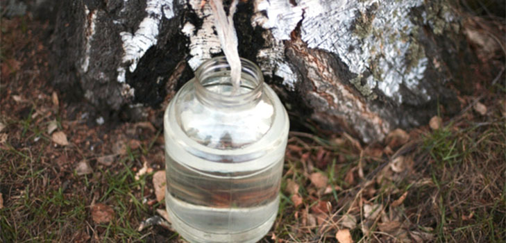 Como coletar sapo de birch - instruções e dicas