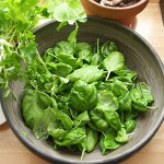 Como obter sorrel para o inverno?