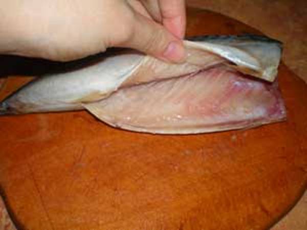 Como pegar a cavala?