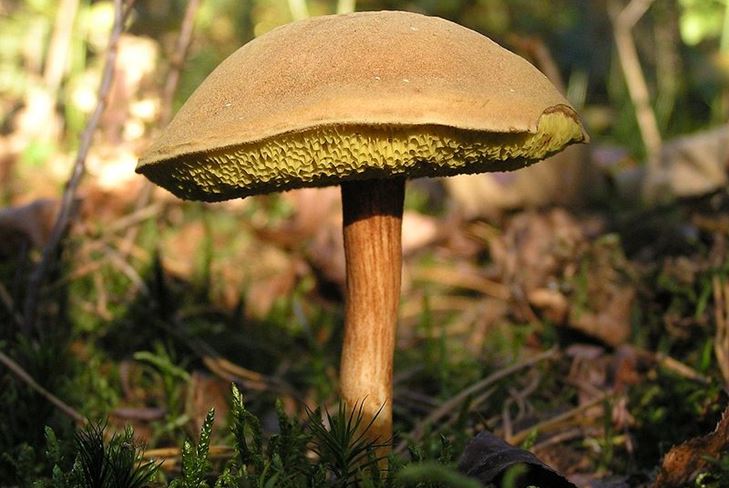 Que cogumelos são mais frequentemente esquecidos na floresta