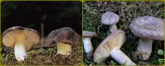 Que cogumelos são mais frequentemente esquecidos na floresta