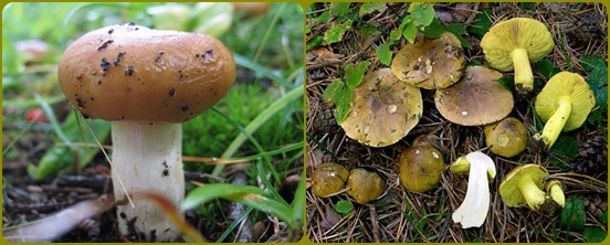 Que cogumelos são mais frequentemente esquecidos na floresta
