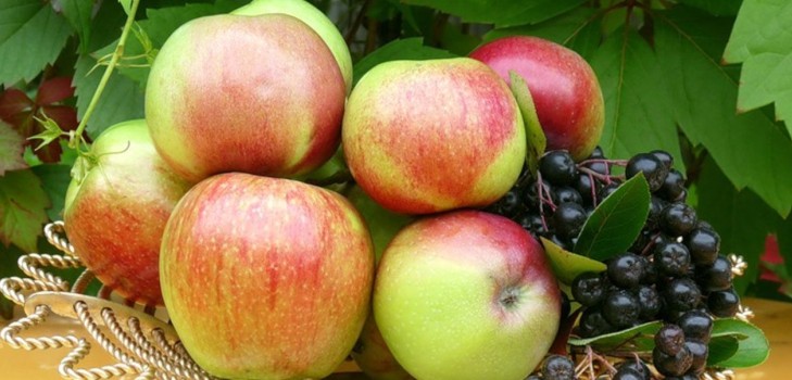 Não agite a macieira, desde que seja verde: quando comemorar o Salvador da Apple