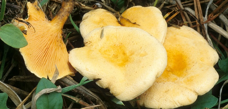 O chanterelle falso