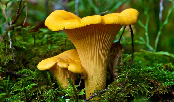Como se parecer com uma chanterelle real