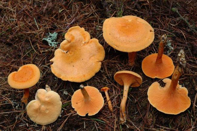 O chanterelle falso