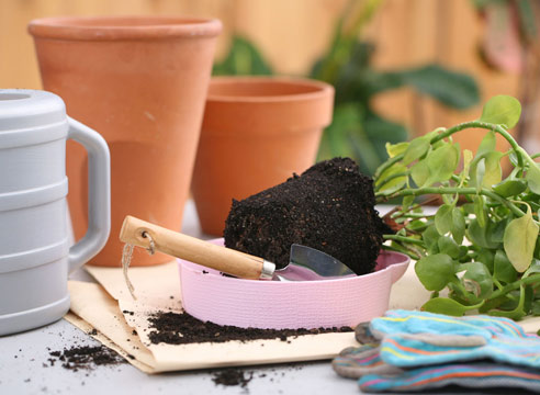 transplante vegetal