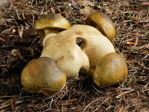 Cogumelo de cogumelos: descrições e precauções durante a "caça silenciosa"