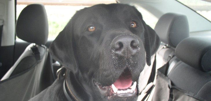 Nós vamos para a Criméia de carro com um cachorro