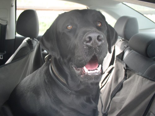 Nós vamos para a Criméia de carro com um cachorro
